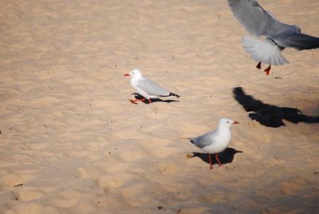 Seagulls